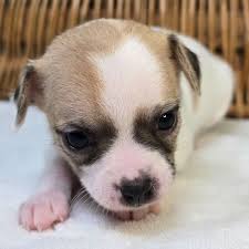 small breed guardian 